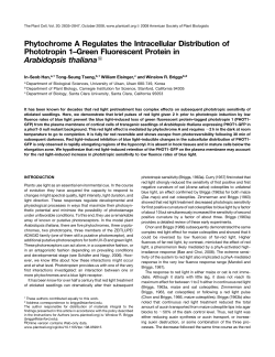 Phytochrome A Regulates the Intracellular Distribution of