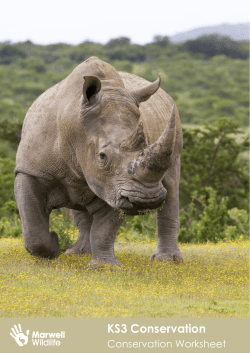 KS3 Conservation - Conservation Worksheet