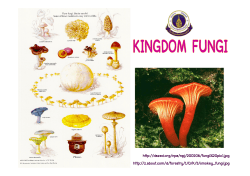Kingdom Fungi