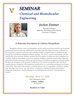 A Molecular Description of Cellulose Biosynthesis