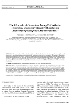 The life cycle of Pteroclava krempfi (Cnidaria, Hydrozoa