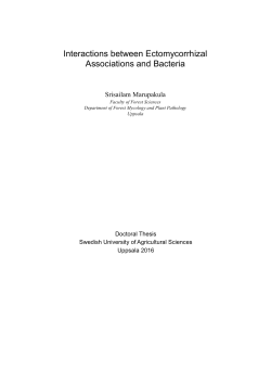 Interactions between Ectomycorrhizal Associations and Bacteria