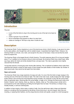 factsheet american robin en