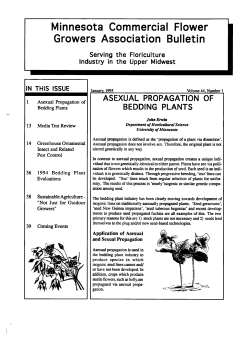 Asexual Propagation Of Bedding Plants