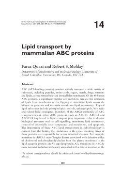 Lipid transport by mammalian ABC proteins