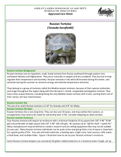 Russian Tortoise (Testudo horsfieldii)