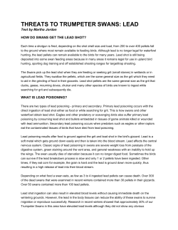 threats to trumpeter swans: lead