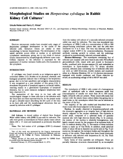 Morphological Studies on Herpesvirus sylvilagus