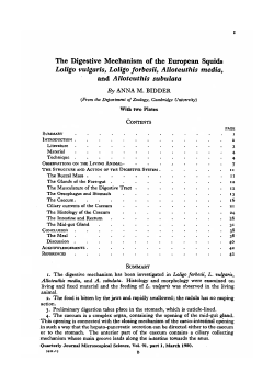 The Digestive Mechanism of the European Squids Loligo vulgaris