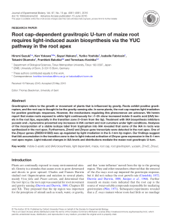 Root cap-dependent gravitropic U-turn of maize root requires light