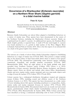 on a Northern River Shark (Glyphis garricki)