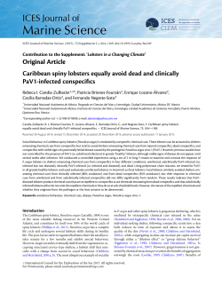 Caribbean spiny lobsters equally avoid dead and clinically PaV1