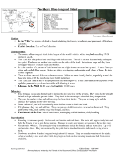 Northern Blue-tongued Skink