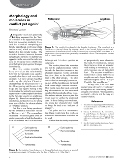 Morphology and molecules in conflict yet again1