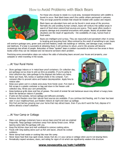 How to Avoid Problems with Black Bears