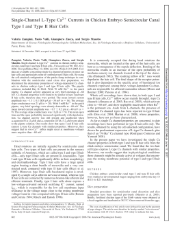 Single-Channel L-Type Ca2 Currents in Chicken Embryo