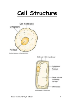 Cell Division - Deans Community High School