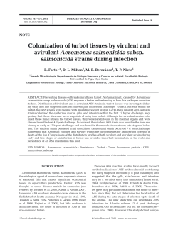 Colonization of turbot tissues by virulent and avirulent Aeromonas