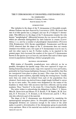 THE Y CHROMOSOME OF DROSOPHILA PSEUDOOBSCURA The