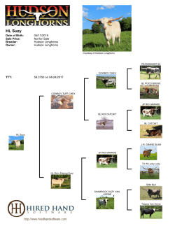 HL Suzy - Hudson Longhorns