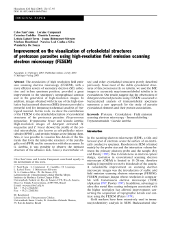 Improvement on the visualization of cytoskeletal structures of