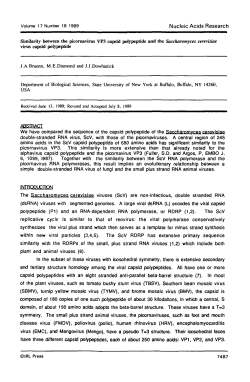 Similarity between the picornavirus VP3 capsid polypeptide and the