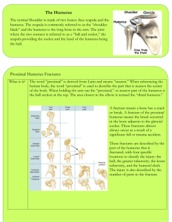 The Humerus Proximal Humerus Fractures