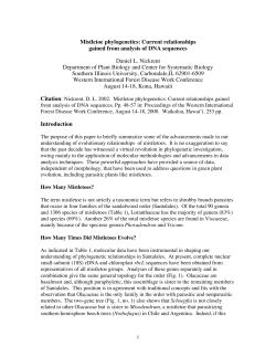 Mistletoe phylogenetics: Current relationships