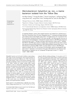 Marinobacterium halophilum sp. nov., a marine bacterium isolated
