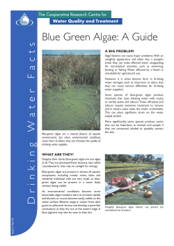 Blue Green Algae: A Guide - Water Research Australia