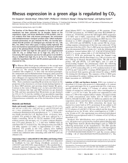 Rhesus expression in a green alga is regulated by CO2