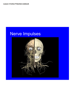 Lesson 4 Action Potential.notebook