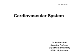 Cardiovascular System
