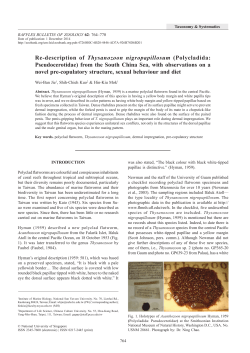 Re-description of Thysanozoon nigropapillosum (Polycladida