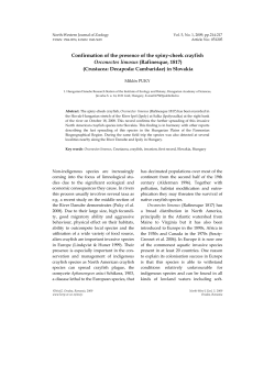 Confirmation of the presence of the spiny