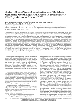 Photosynthetic Pigment Localization and Thylakoid Membrane