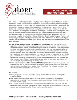 post-operative instructions - cats