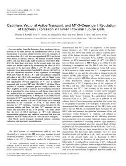 Cadmium, Vectorial Active Transport, and MT