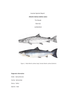 Invasive Species Report Atlantic Salmon (Salmo salar) Tim Novak