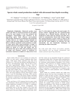 Sperm whale sound production