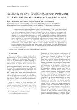POLLINATION ECOLOGY OF OREOCALLIS GRANDIFLORA