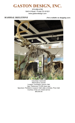 mammal skeletons - Gaston Design, Inc.