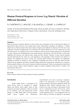 Human Postural Response to Lower Leg Muscle