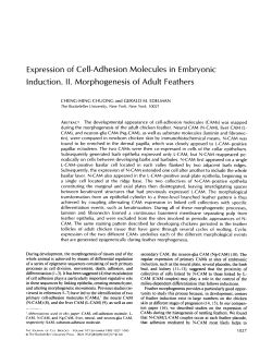 Expression of Cell-Adhesion Molecules in