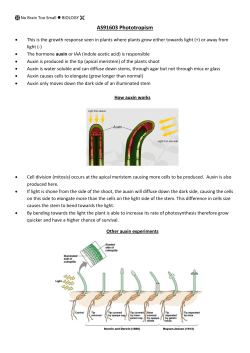 AS91603 Phototropism