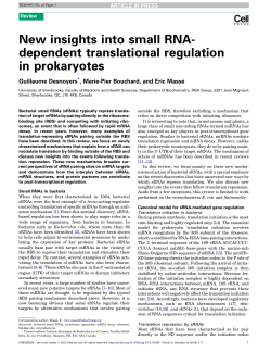 New insights into small RNA-dependent translational regulation in
