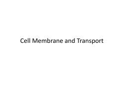 Cell Membrane and Transport