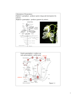 1 Alternation of Generations: Diploid = sporophyte