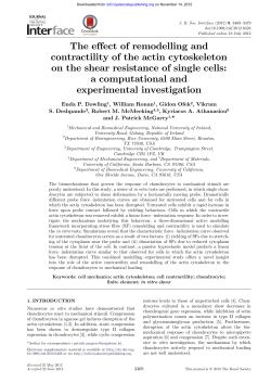 The effect of remodelling and contractility of the actin cytoskeleton