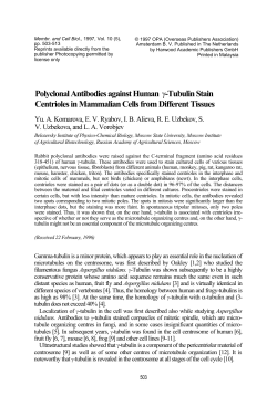 Polyclonal Antibodies against Human &gamma;-Tubulin